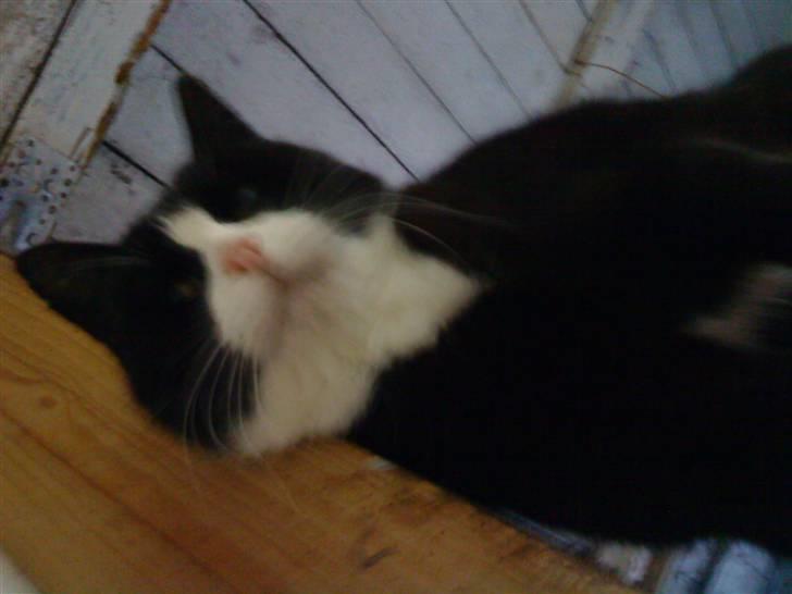 Blanding af racer Sort Mis - 11) Nyt billede 11