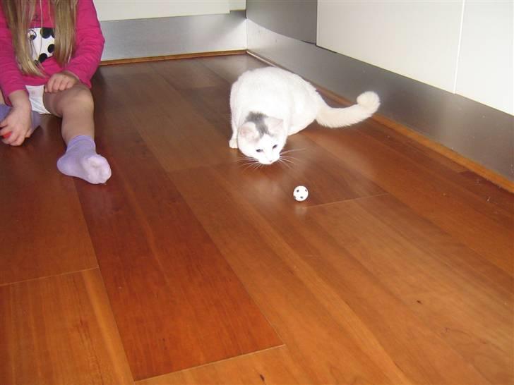 Blanding af racer Miri bortgives - Min datter og Miri spiller "fodbold" billede 9