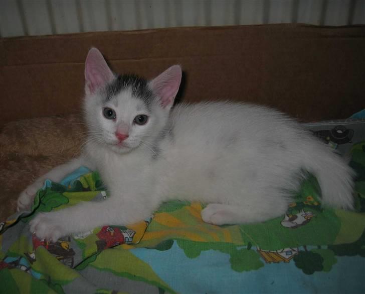 Huskat Basse - Basse er her 8 uger (31-05-08) billede 6