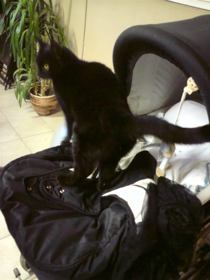 Huskat Sorte-per - sidder i barnevognen :D billede 1