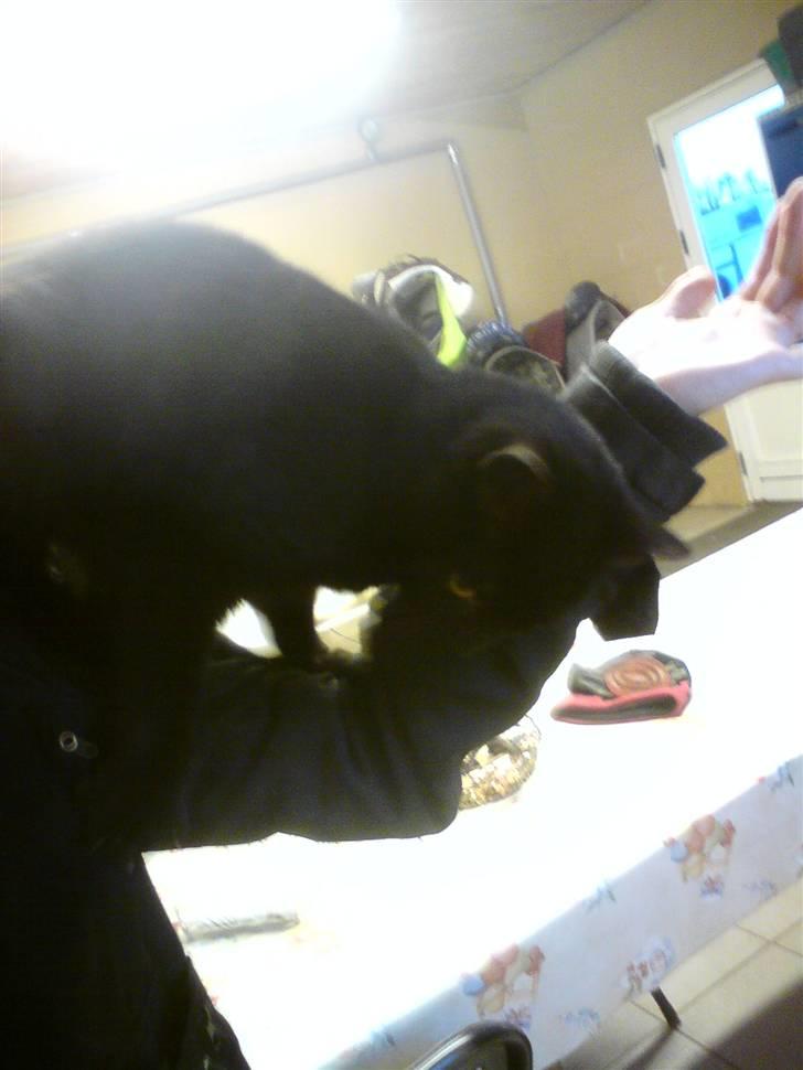Huskat Sorte-per - Står på kamilla´s arm :D synes jeg er sjovt billede 2