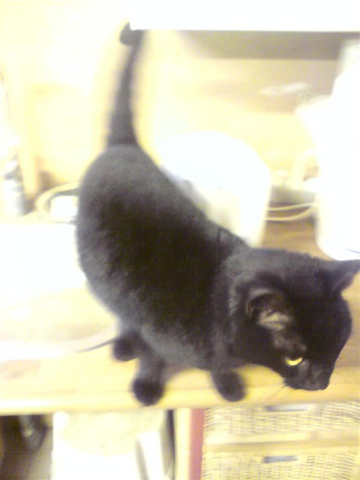 Huskat Sorte-per - på vej til at hoppe ned fra bordet  billede 3