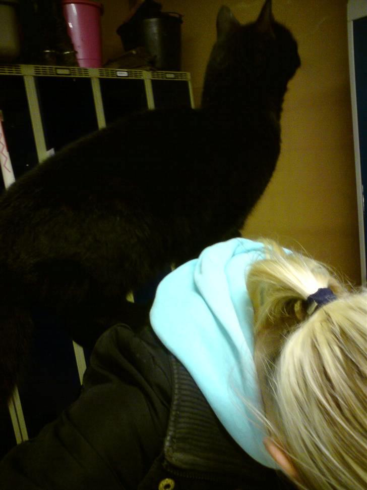 Huskat Sorte-per - står på kamilla´s ryg, overvejer at hoppe :D billede 4