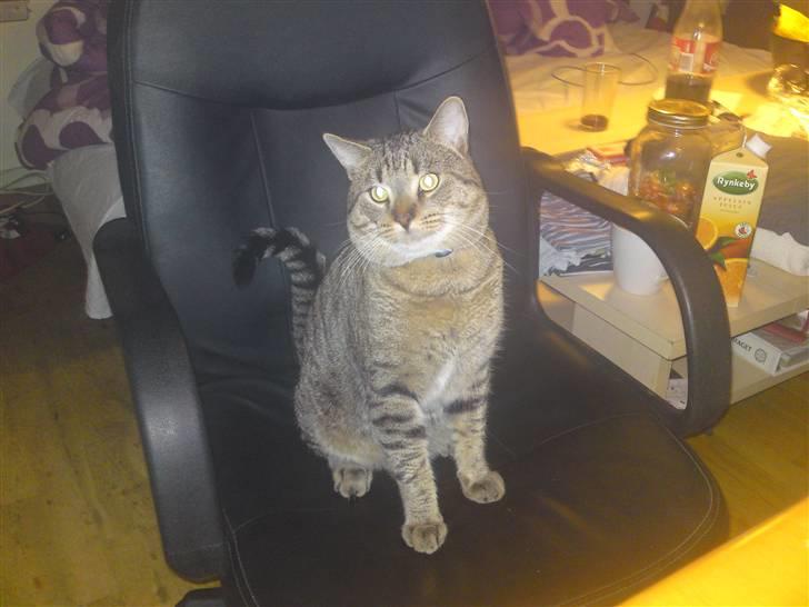 Huskat Mis R:I:P - Fodr mig :D billede 13