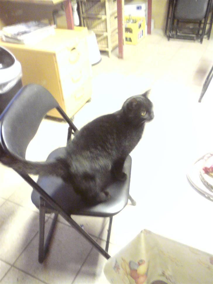 Huskat Sorte-per - sidder bare på stolen :D billede 5