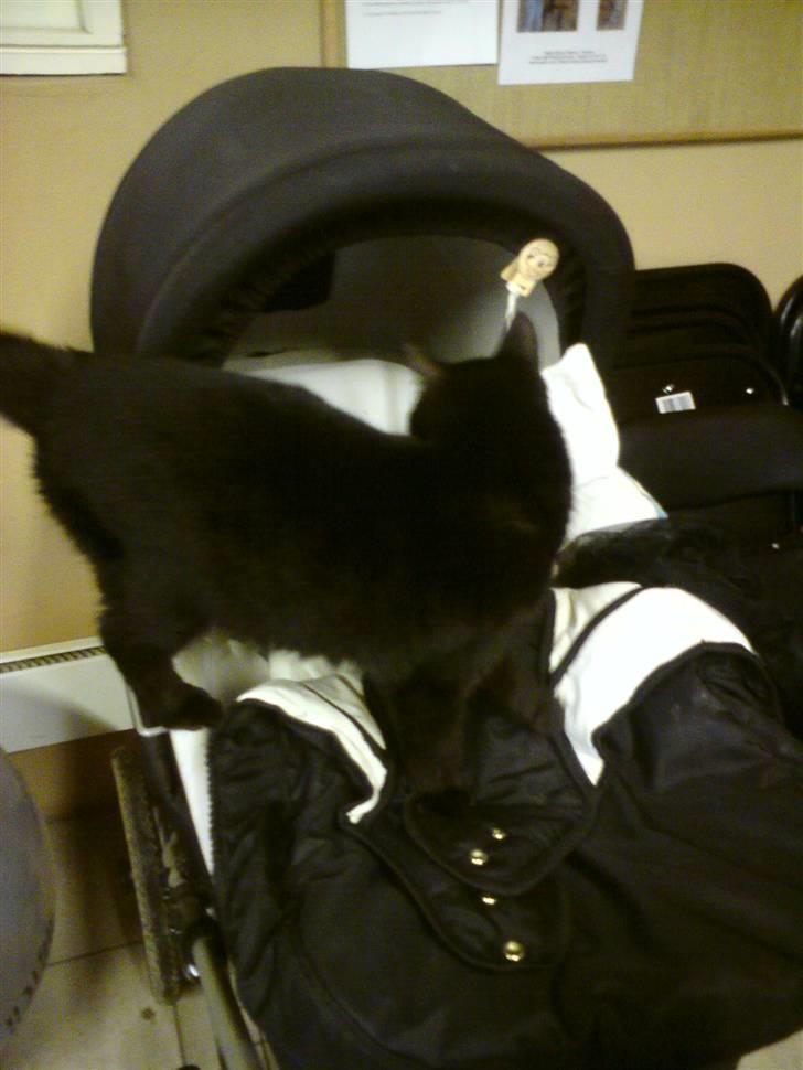 Huskat Sorte-per - elsker at sove i barnevogn :D billede 7