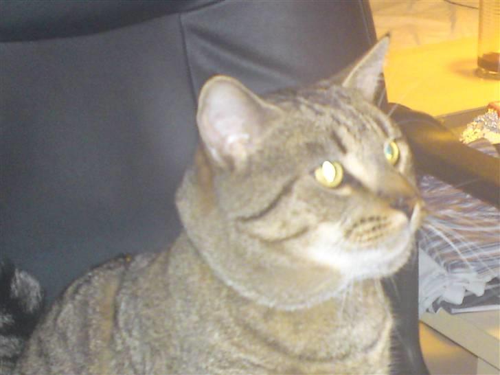 Huskat Mis R:I:P - Kæmpe dobbelthage. ;p billede 15