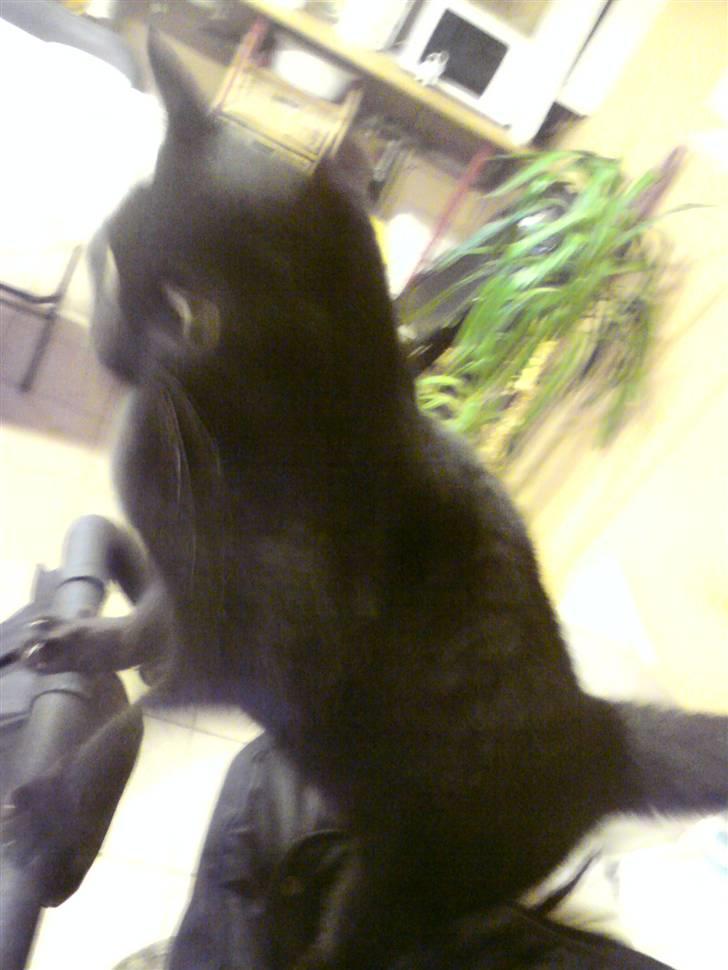 Huskat Sorte-per - se jeg står på barnevognen billede 8