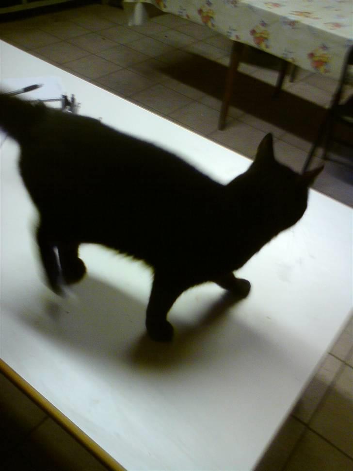 Huskat Sorte-per - går tur på bordet (: billede 9