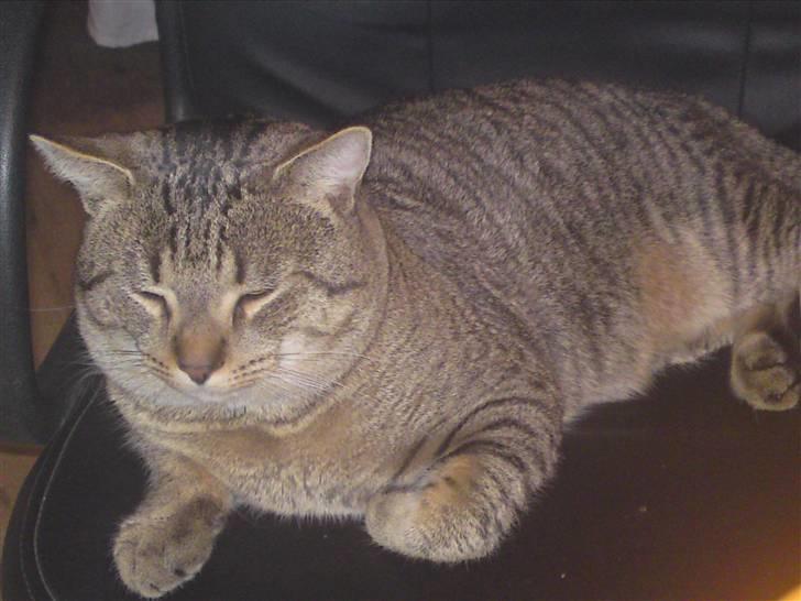 Huskat Mis R:I:P - Fede kat :D billede 16