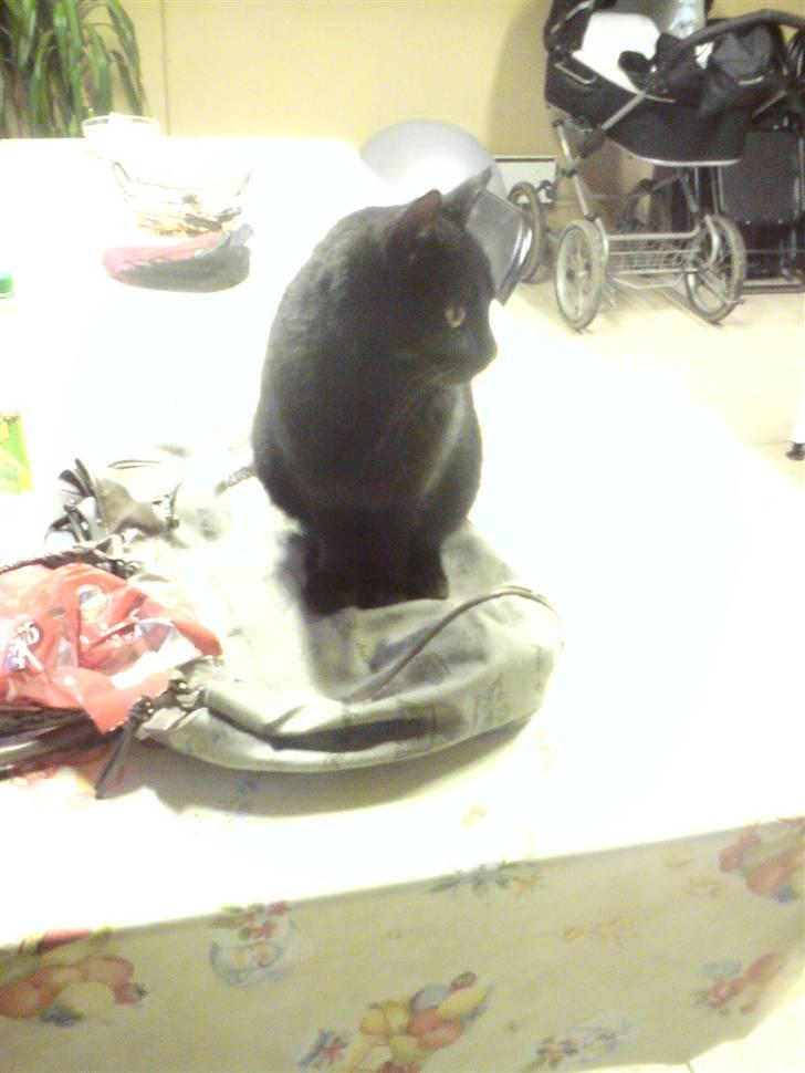 Huskat Sorte-per billede 10