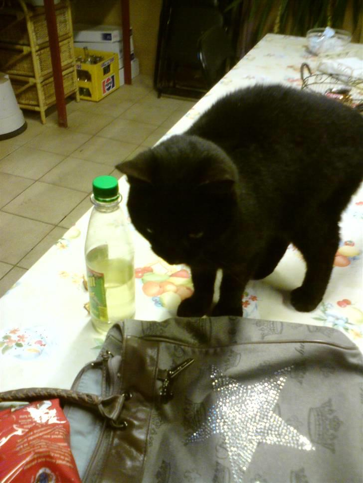 Huskat Sorte-per - sidder på milles taske :D billede 11