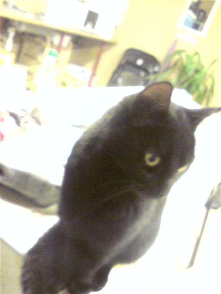 Huskat Sorte-per billede 12