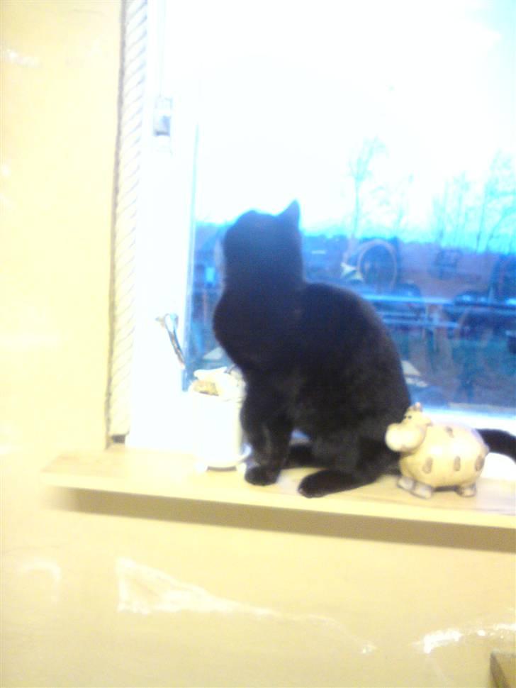 Huskat Sorte-per - kigger ;D billede 13