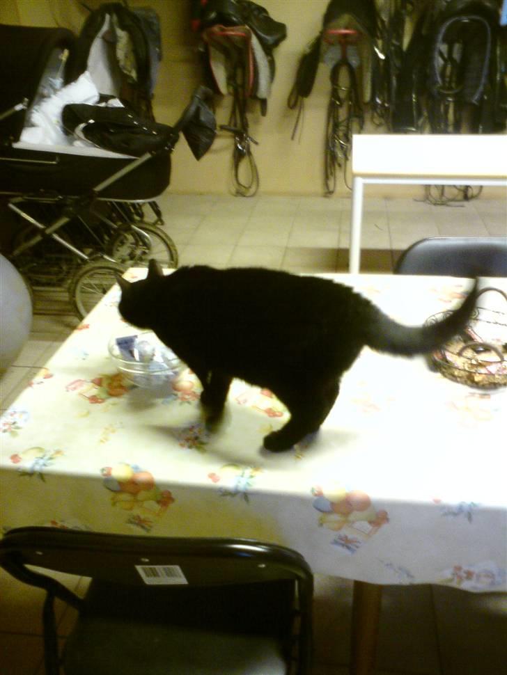 Huskat Sorte-per - mælk hehe , jeg vildt nysgerrig billede 14