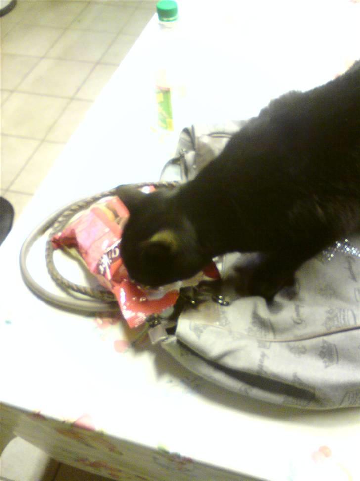 Huskat Sorte-per - kanelsnegle , nam nam hehe billede 15