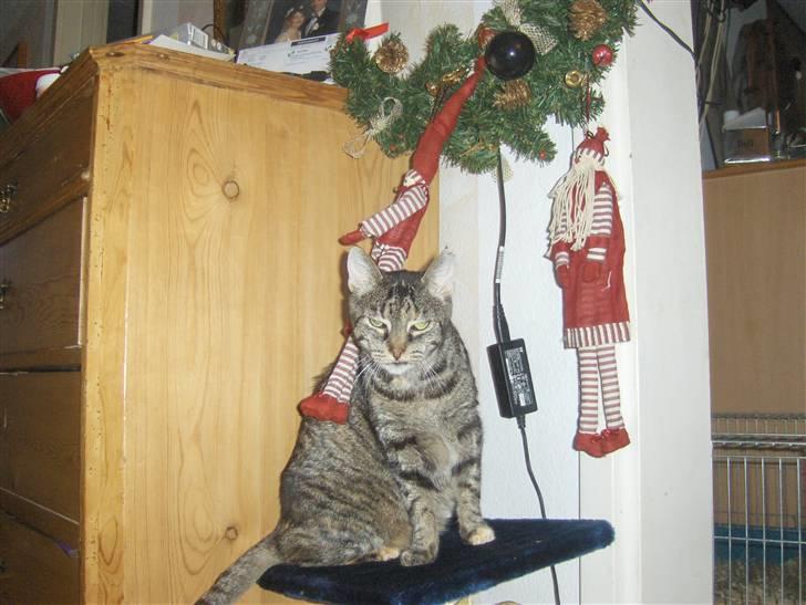 Huskat Gizmo † R.I.P † billede 1