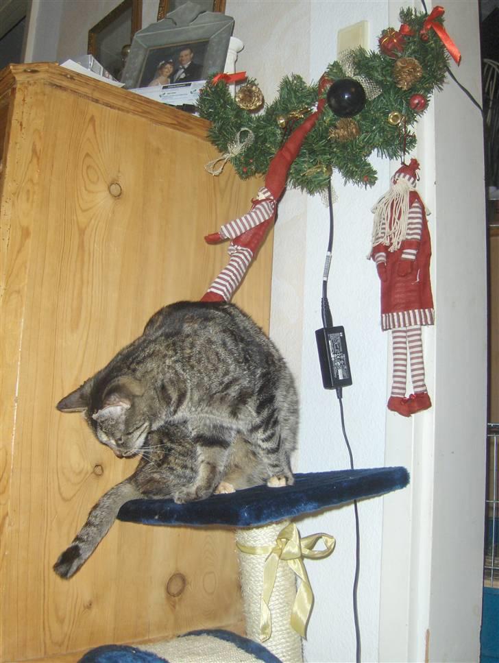 Huskat Gizmo † R.I.P † billede 2