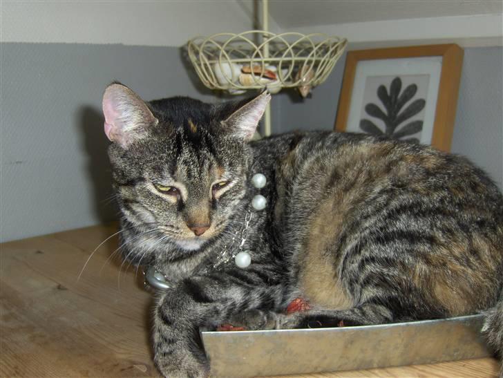 Huskat Gizmo † R.I.P † billede 3