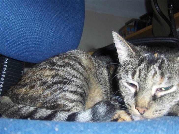 Huskat Gizmo † R.I.P † billede 4