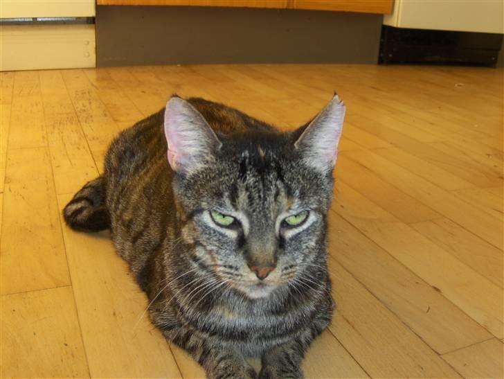 Huskat Gizmo † R.I.P † billede 5