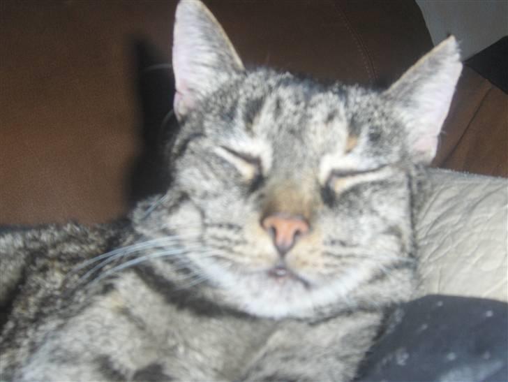 Huskat Gizmo † R.I.P † billede 6