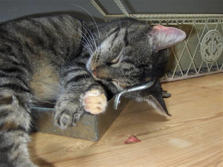 Huskat Gizmo † R.I.P † billede 7