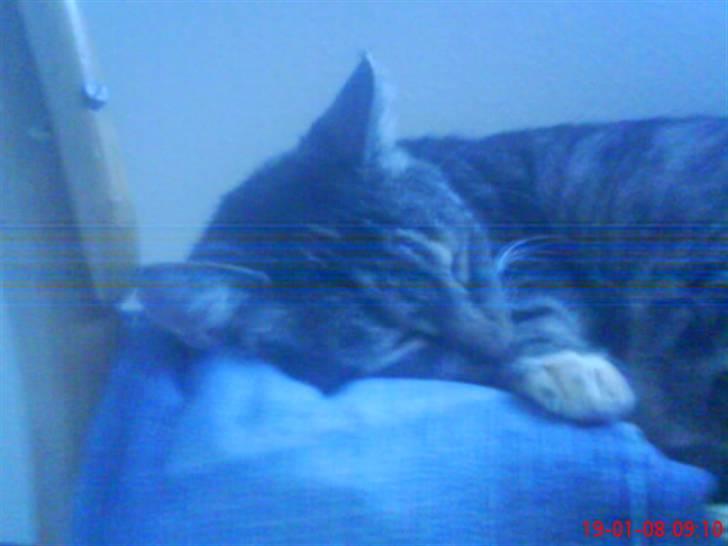 Huskat Gizmo † R.I.P † billede 8