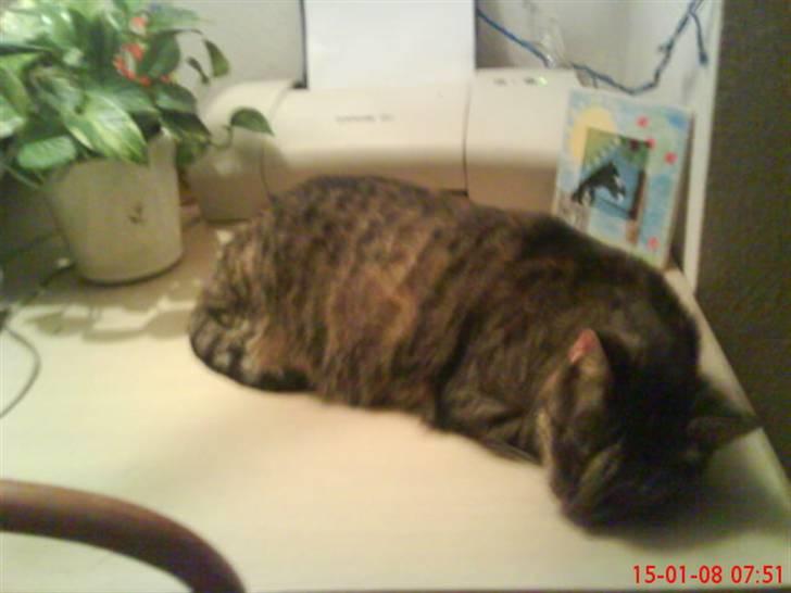 Huskat Gizmo † R.I.P † billede 9