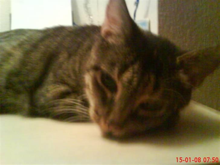 Huskat Gizmo † R.I.P † billede 10