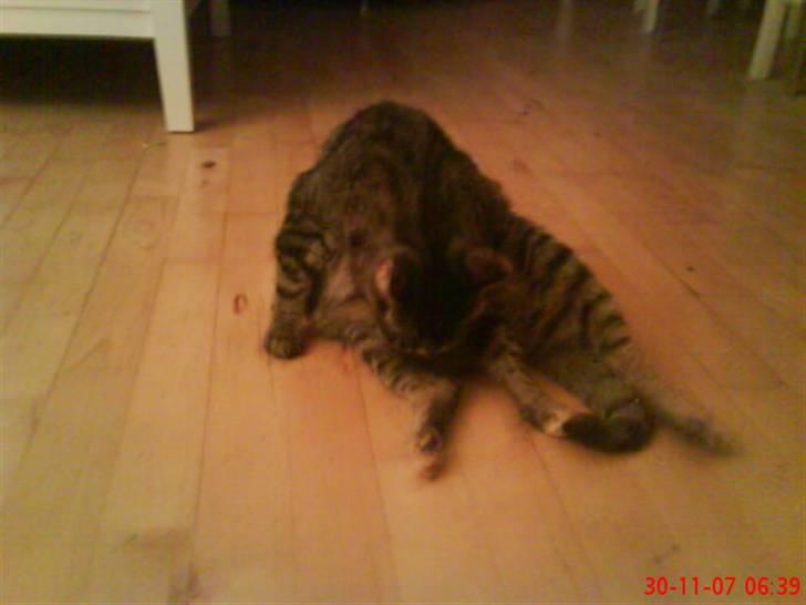 Huskat Gizmo † R.I.P † billede 11