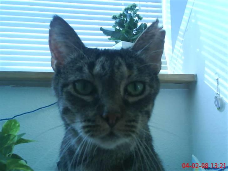 Huskat Gizmo † R.I.P † billede 12