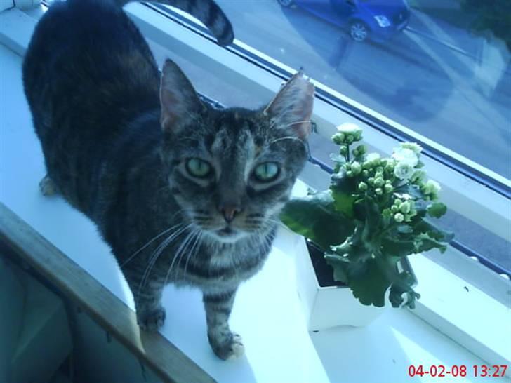 Huskat Gizmo † R.I.P † billede 13