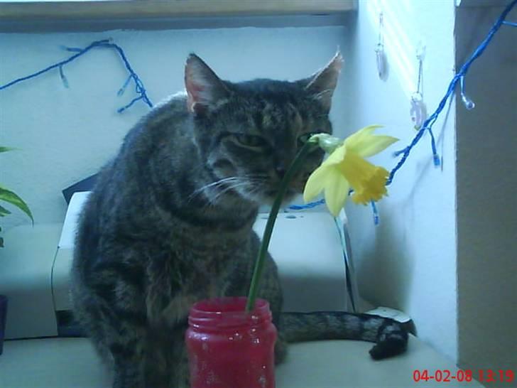 Huskat Gizmo † R.I.P † billede 14