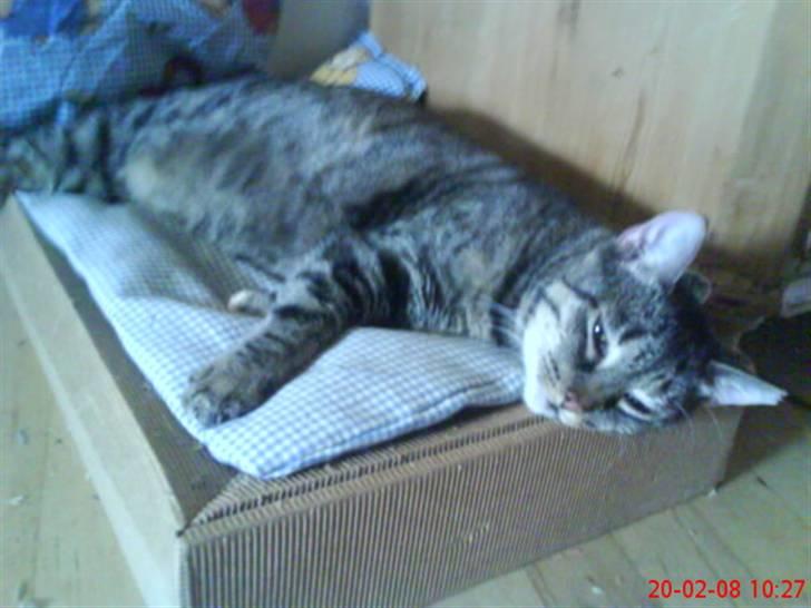 Huskat Gizmo † R.I.P † billede 15