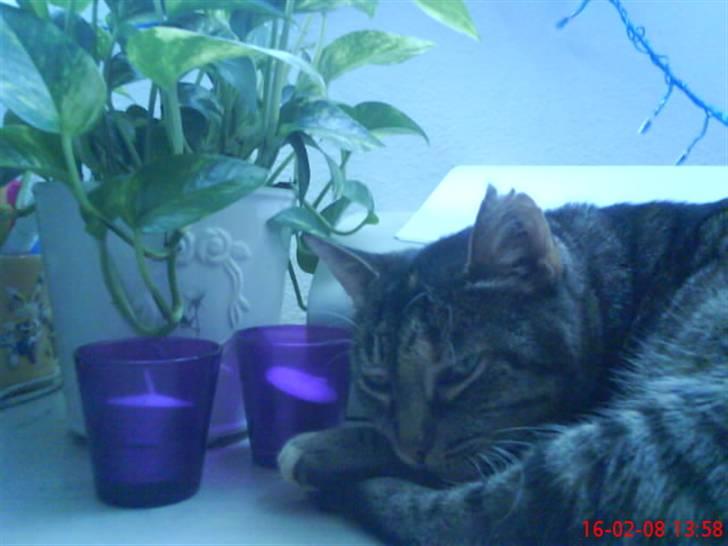 Huskat Gizmo † R.I.P † billede 16