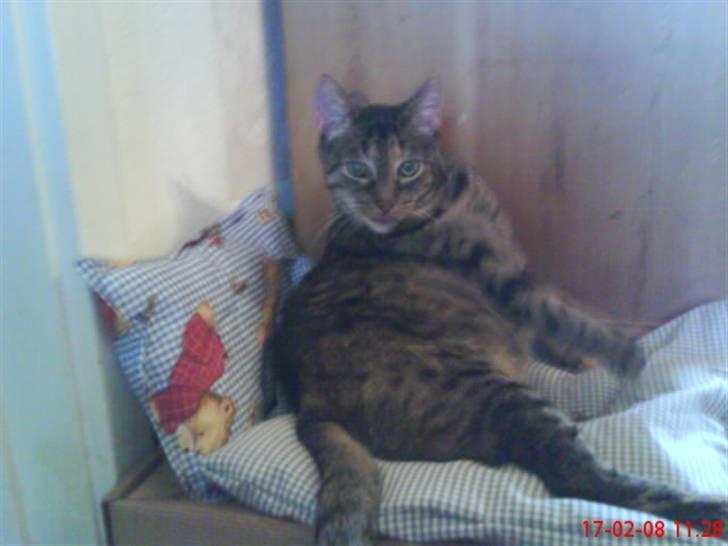 Huskat Gizmo † R.I.P † billede 17