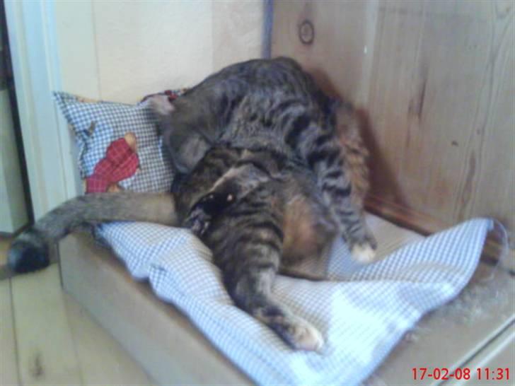 Huskat Gizmo † R.I.P † billede 18