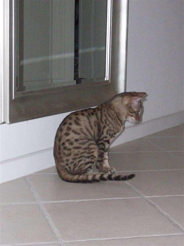 Bengal Charlie- DØD billede 1