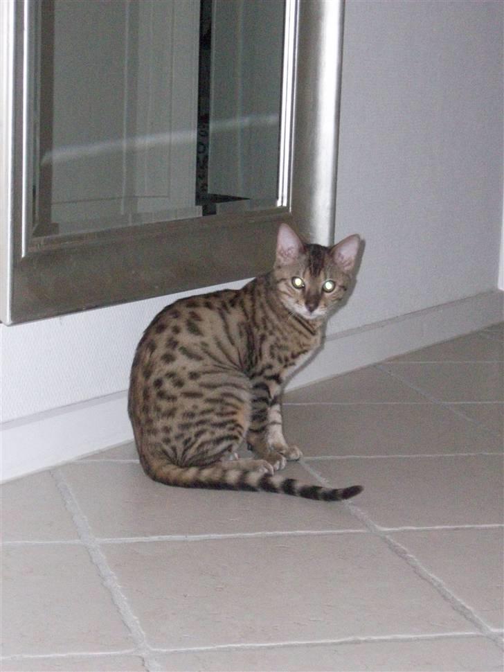 Bengal Charlie- DØD billede 2