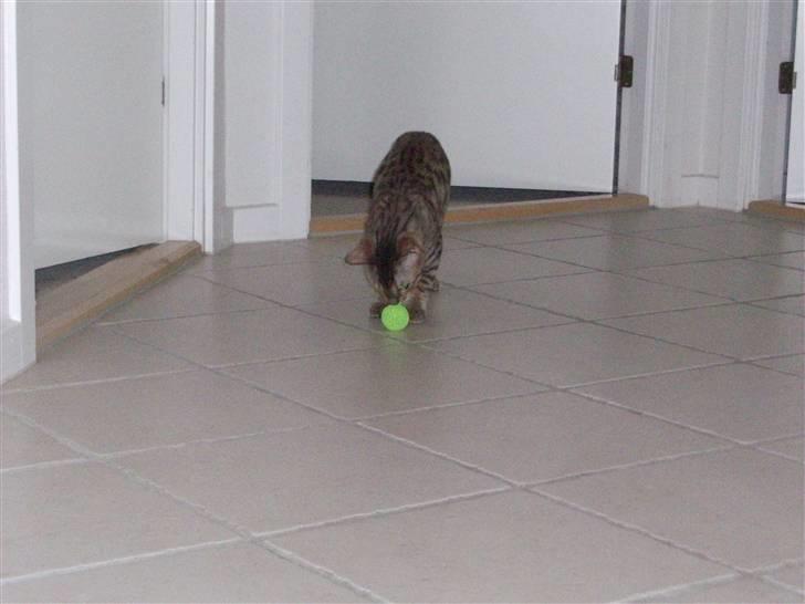 Bengal Charlie- DØD billede 3