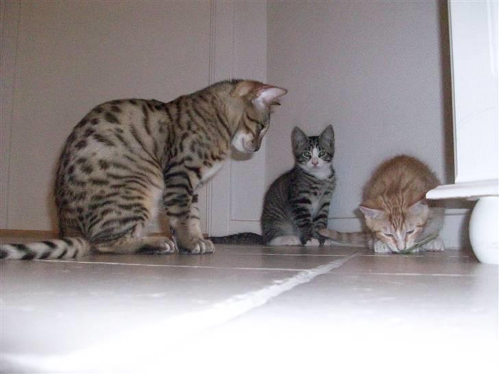 Bengal Charlie- DØD billede 5