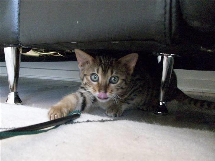 Bengal Charlie- DØD billede 10