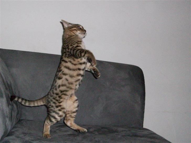 Bengal Charlie- DØD billede 11