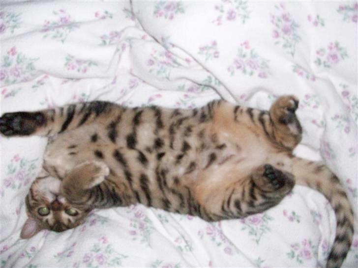 Bengal Charlie- DØD billede 12