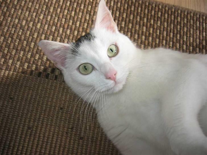 Huskat Mille - Dagen før fødslen billede 1