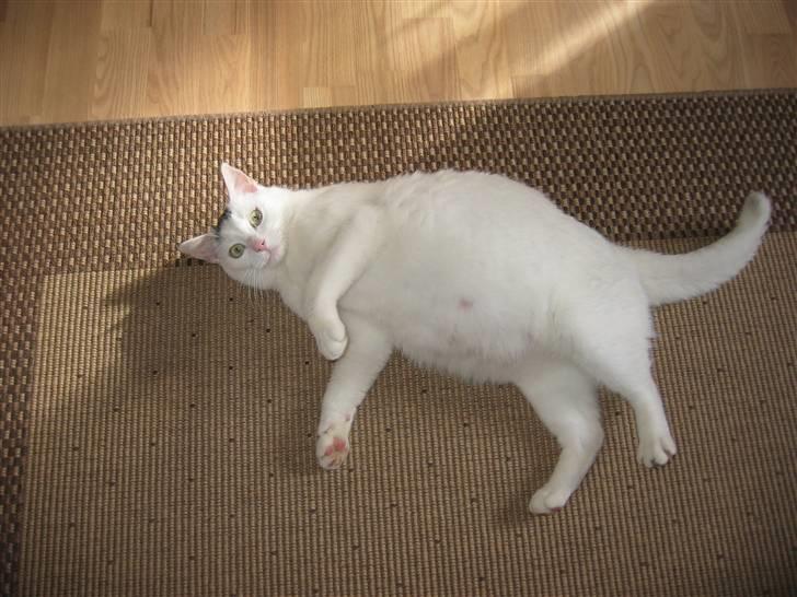 Huskat Mille - Højgravid - dagen før hun fødte 3 killinger (06-04-08) billede 2