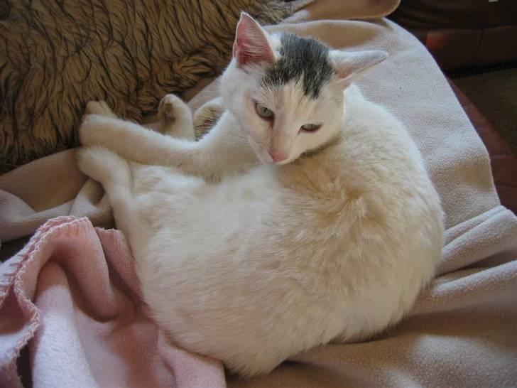 Huskat Mille - Dejligt at være hjemme igen (22-01-09) billede 3