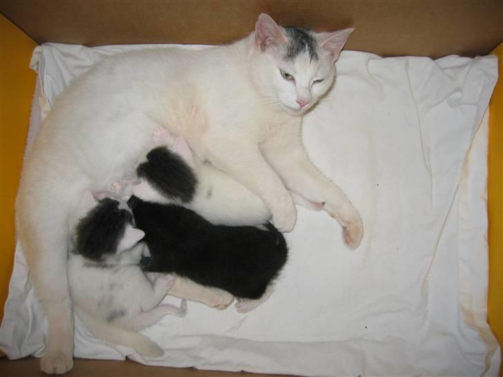 Huskat Mille - Mille med sine 3 killinger (27-04-08) billede 4