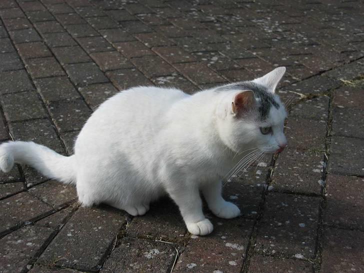 Huskat Mille - (28-05-09) billede 5